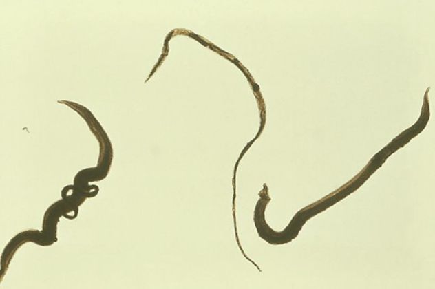 6S. mansoni