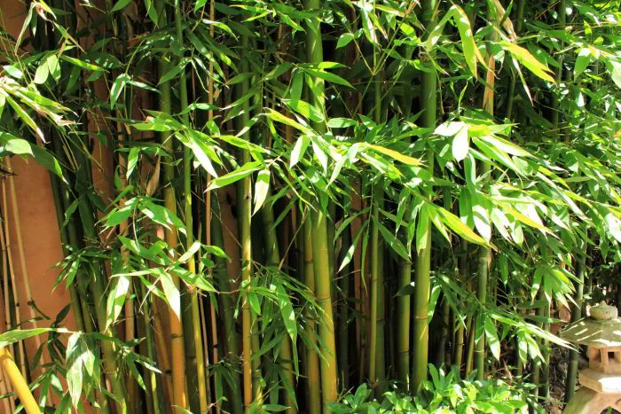 Bamboo in the garden