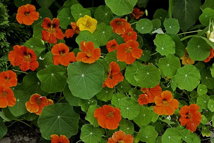Vivid red nasturtium flowers paired with lush green leaves
