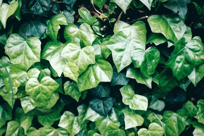 English Ivy, Hedera