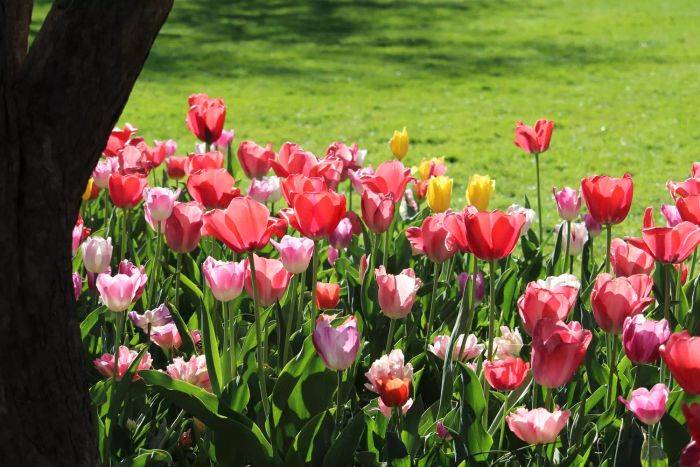 Sunlight dancing off pink petals