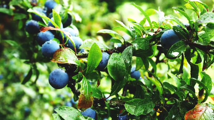Blueberries growing on a bush