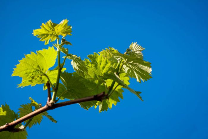 The young leaves of the grapevine