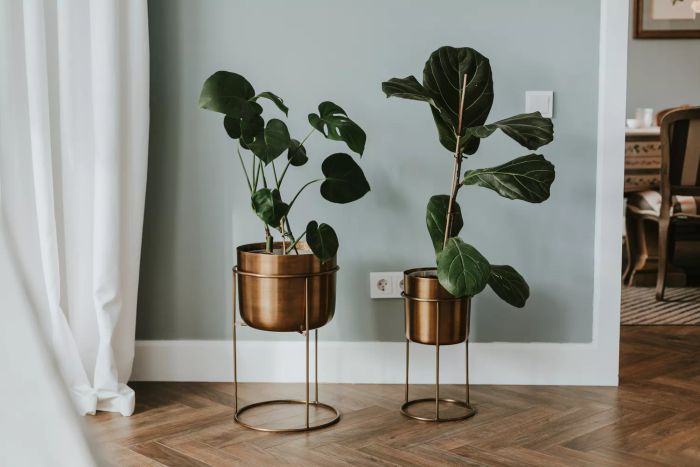 house-plant-mistakes-GettyImages-1470463358