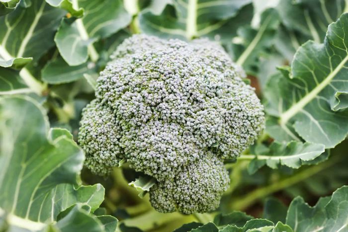 A close-up view of a broccoli head growing in the garden, surrounded by leaves and stems