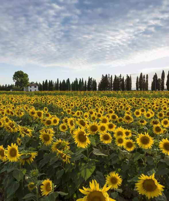 A sunflower field in Tuscany
