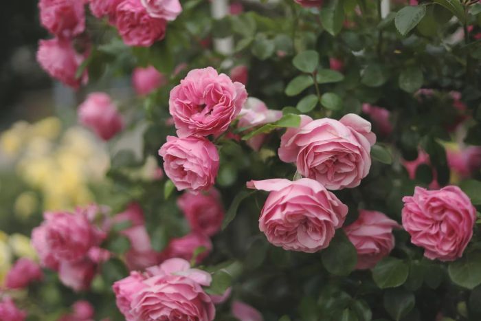 Climbing Roses