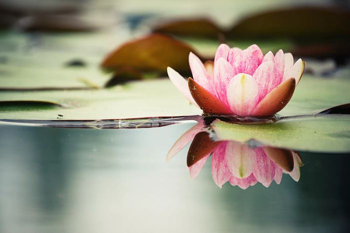 Water Lily (Nelumbo species)