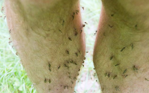 4-mosquitoes-466626480