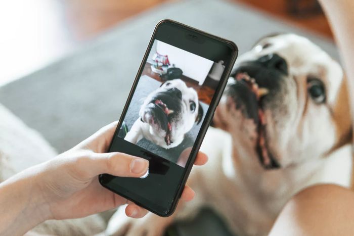 Pet Photos
