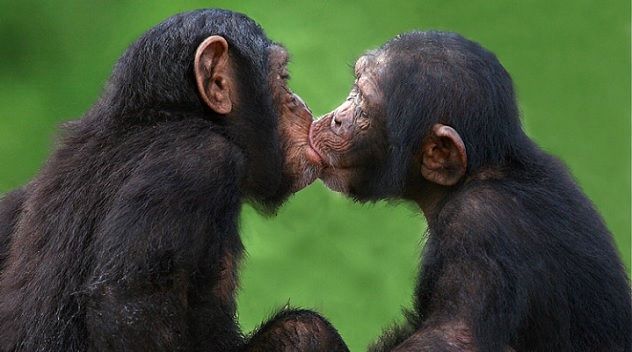 kissing-chimps