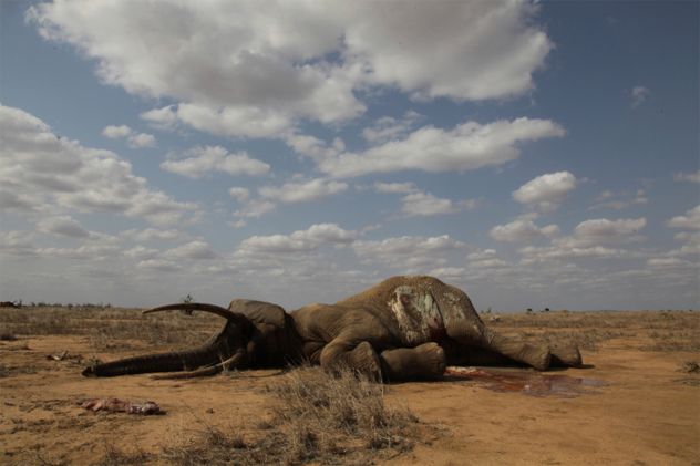 5- Elephants