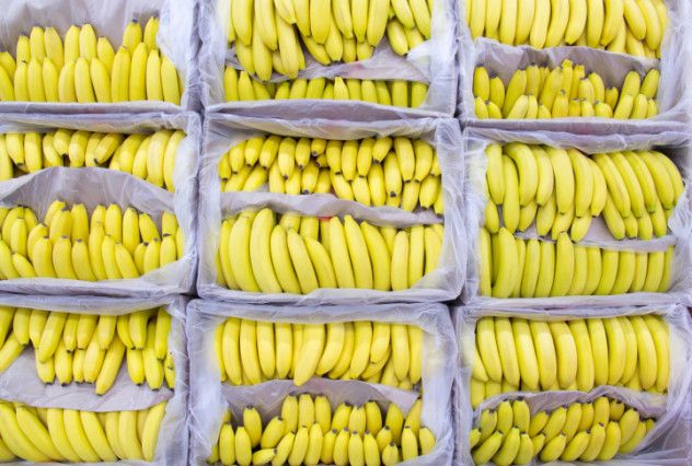 Genetic variety is crucial for the survival of a species. Unfortunately, bananas have lost much of this diversity. While there are over 300 banana varieties worldwide, the Cavendish banana dominates consumption in places like Europe, Canada, and the United States. It’s delicious, easy to find, and grown across the globe, from Hawaii to Thailand to Central America.