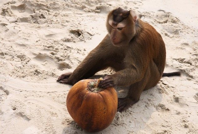 Monkey