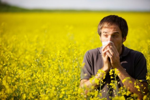 Hay Fever