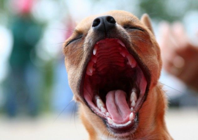 mouth