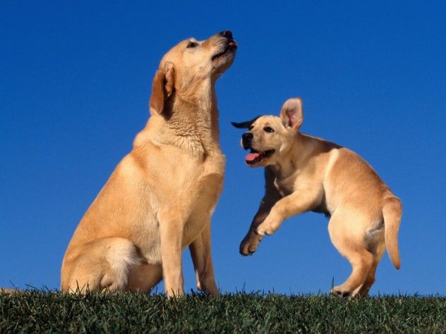 retriever