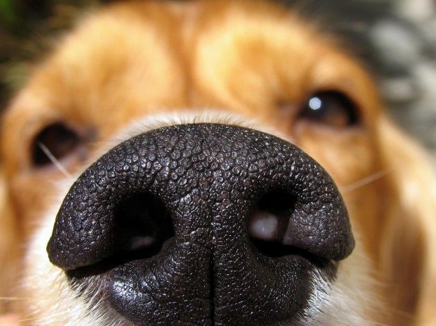 Detection dogs, highly trained to sniff out a wide variety of substances, such as bombs, drugs, and even human remains, play a critical role in law enforcement. However, growing concerns have arisen about the accuracy of drug detection dogs, particularly regarding false positives. In numerous instances, drug dogs have alerted when no narcotics were present, with studies showing false positives up to 80% of the time. This issue poses a significant risk to civil liberties, as a dog’s alert often provides automatic probable cause to conduct a search during a traffic stop. Additionally, there are concerns that some officers might unknowingly or intentionally cue their dogs to alert, even when there is nothing to detect. These issues are not unique to the U.S. and have sparked calls for reform in Australia as well.