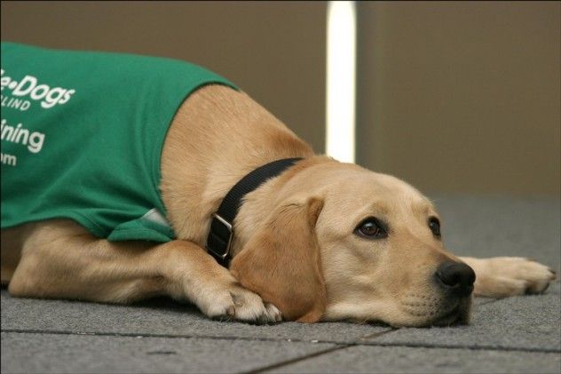 Guide dogs are among the most highly trained animals in the world. However, despite their remarkable training, you might assume that these dogs have the freedom to relieve themselves wherever they please, especially given the challenges their owners face. While some places might allow this, most do not. Guide dogs are actually trained to go to the bathroom on command. Once the dog gets the signal, the handler gently runs their hand along the dog's back. If the back is straight, the dog is urinating (male guide dogs are taught to squat like females). If the back is arched, the dog is relieving itself in the other way. The handler can then locate the mess and dispose of it with a plastic bag, just as any responsible pet owner would do.