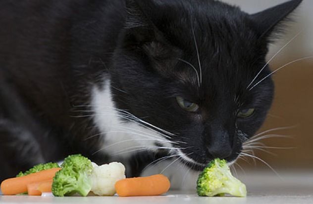 Veggie-Cat 1383200A