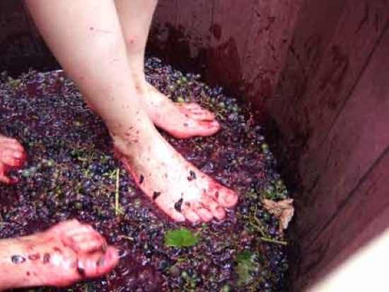 Feetgrapes261008432