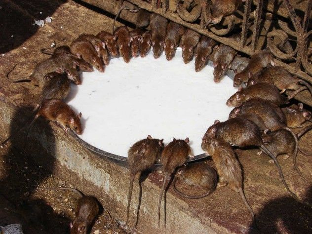 rats