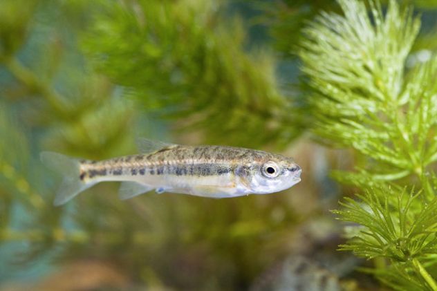 Minnow-6378