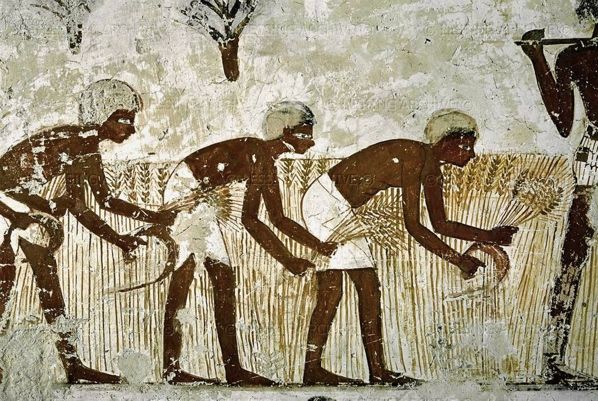 Agriculture in Ancient Egypt5