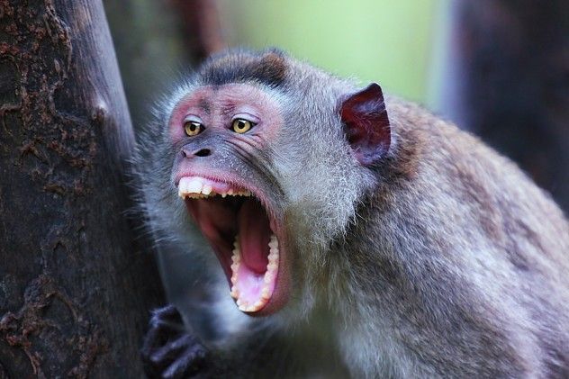 aggressive monkey