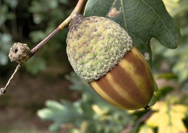 Xn Oak Acorn 400
