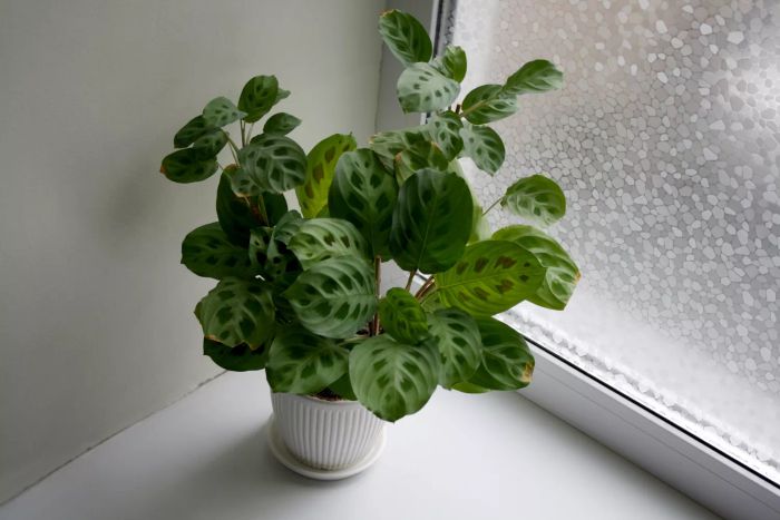 maranta prayer plant in white pot on windowsill