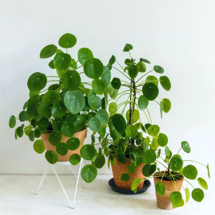 Three Pilea peperomioides (Chinese money plants) in terracotta pots against a white wall.