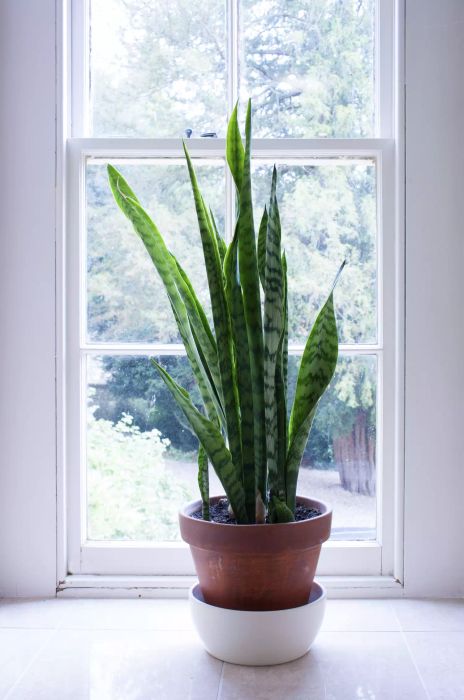 snake plant in terra cotta pot in front of white window