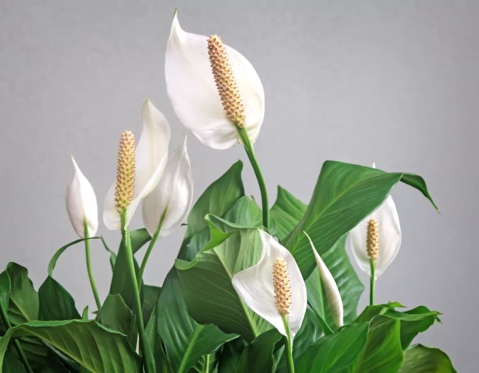 White Peace lily flowers with green leaves on a gray background