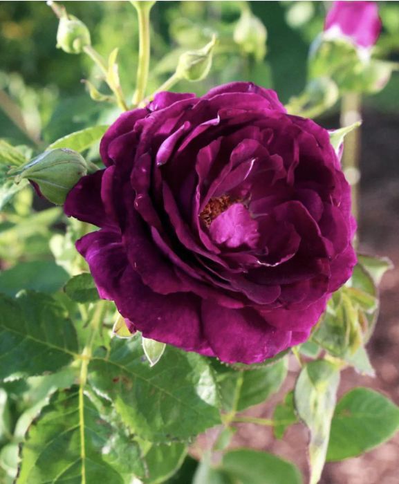 Twilight rose shrub