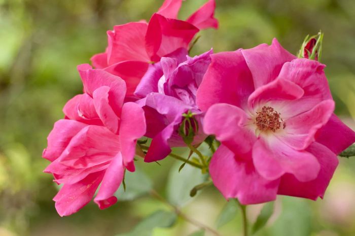 Knock Out Rose