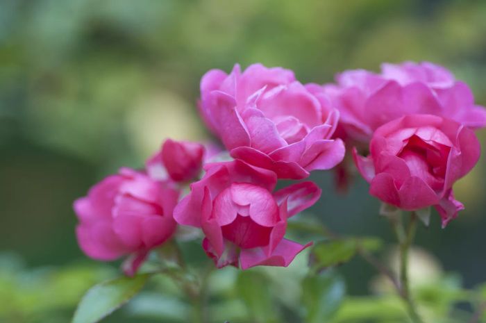 Pink polyantha rose