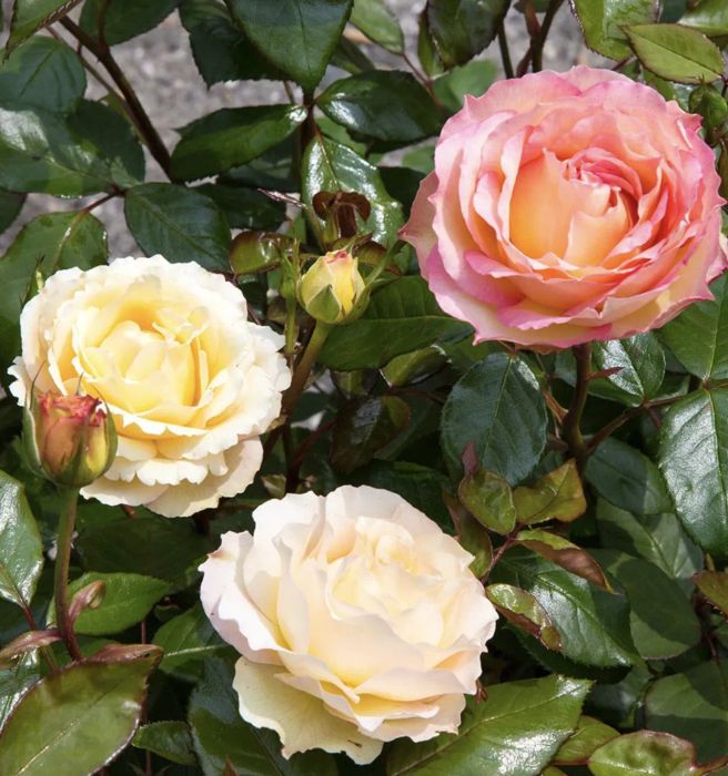 Euphoria rose shrub