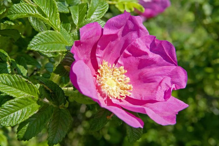 Closeup of pink Rosa rugosa flower.