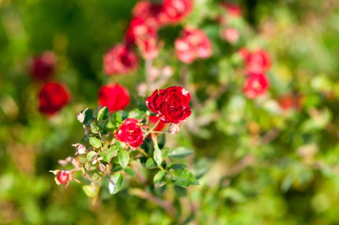 Rosa chinensis 'Minima'. Miniature red roses bush