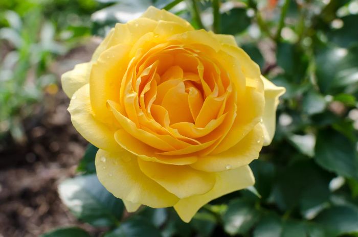 Julia Child rose