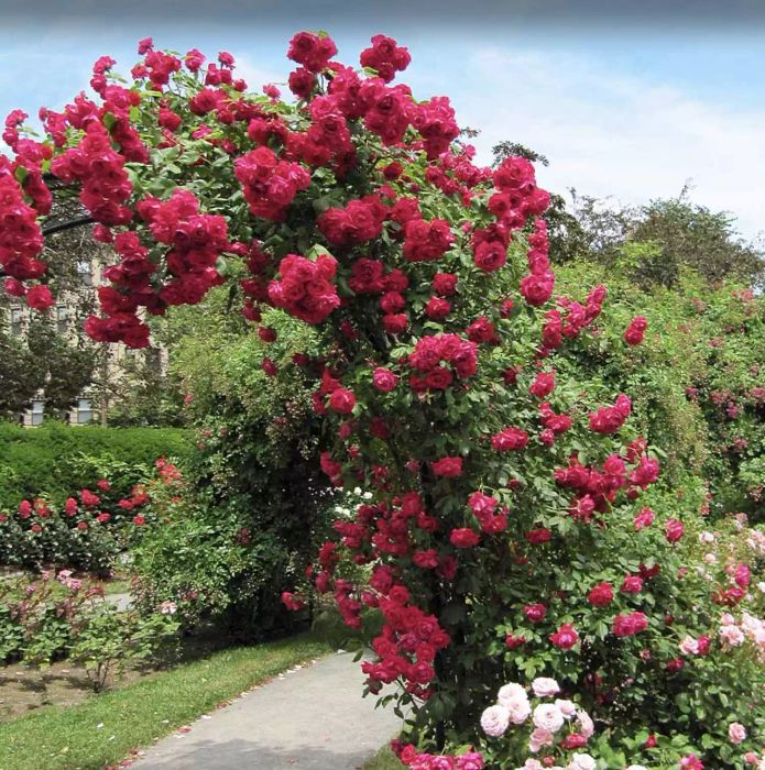 Blaze Improved Climbing Roses