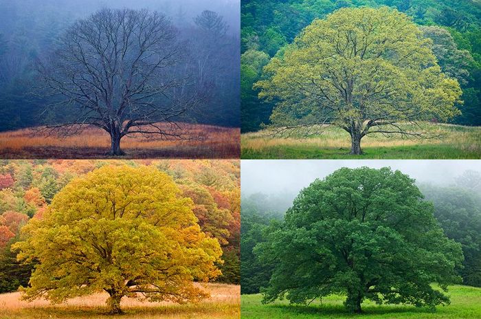 Four seasons — spring, summer, winter, and fall — depicted with a single tree