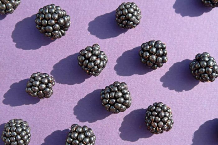 Freshly picked, hand-foraged, glistening purple-blackberries. Outdoors, basking in full sunlight with a touch of shadow. A minimalist, monochrome pop-art style arrangement on a purple, lilac, or mauve background.
