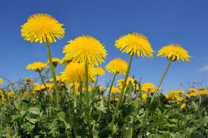 Dandelions growing in a yard