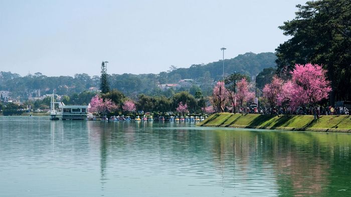 Khám phá vẻ đẹp thanh bình của Đà Lạt qua những cảnh sắc tuyệt vời.