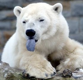 Polar-Bear-Tongue