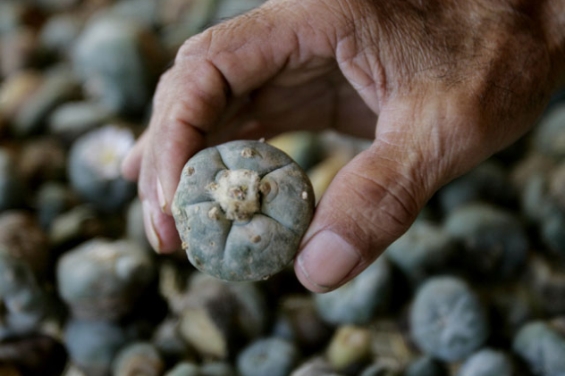 Peyote