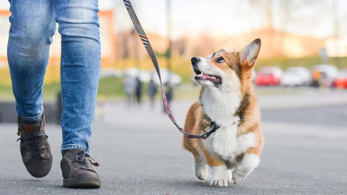 What are the real earnings for dog walkers?