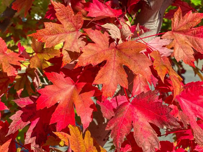 red maple tree